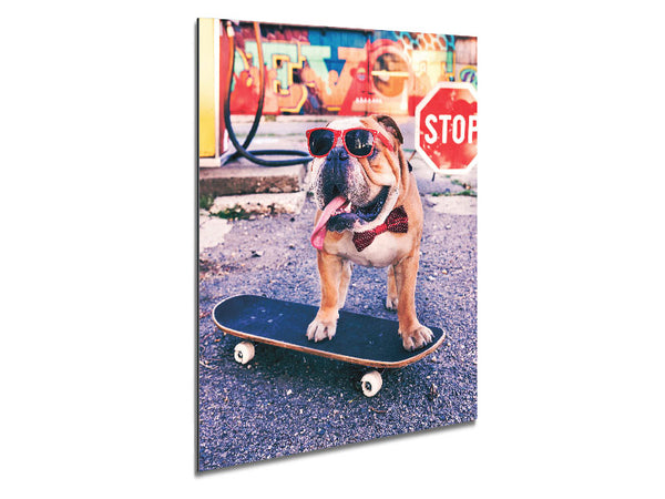 English Bulldog Skateboarding Metal Print