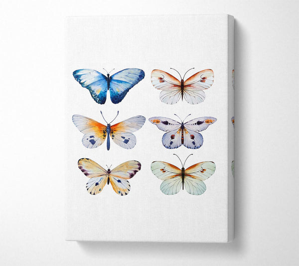  A Canvas Print of Butterfly Breeds Canvas Art