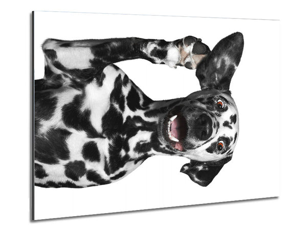 Dalmation Dog High Five Metal Print