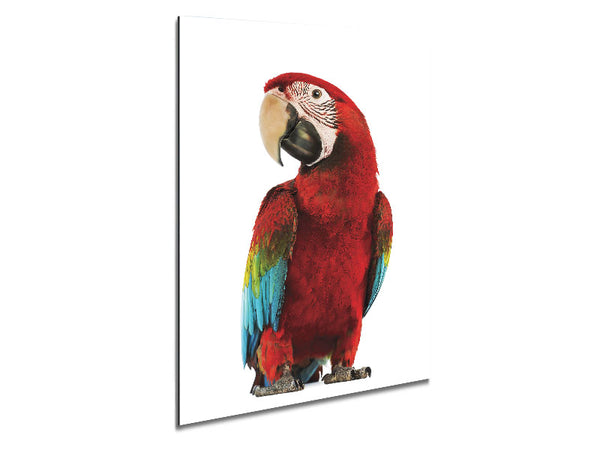 Blue Macaw Parrot Metal Print