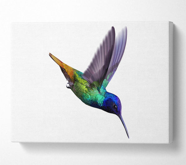  A Canvas Print of Hummingbird Colours Canvas Wall Art
