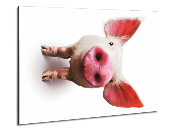 Curious Pig Metal Print