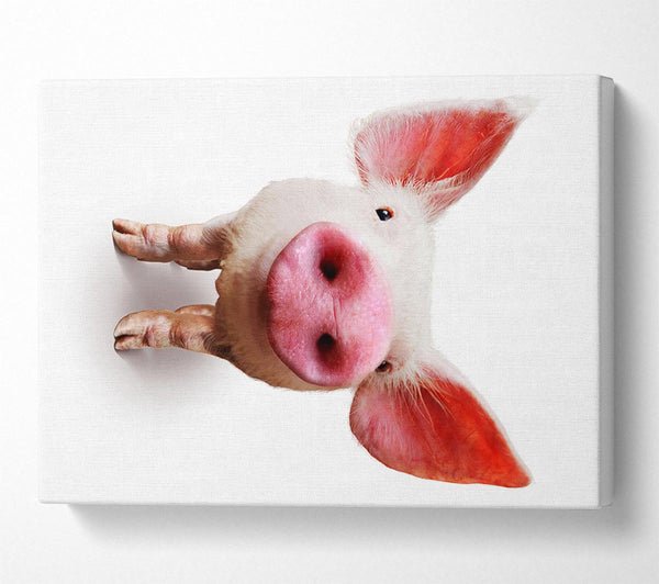  A Canvas Print of Curious Pig Canvas Wall Art