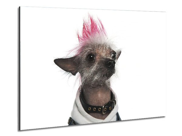Chinese Crested Punk Dog Metal Print