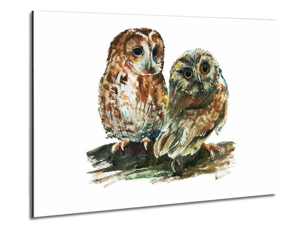 Barred Owl Duo Metal Print