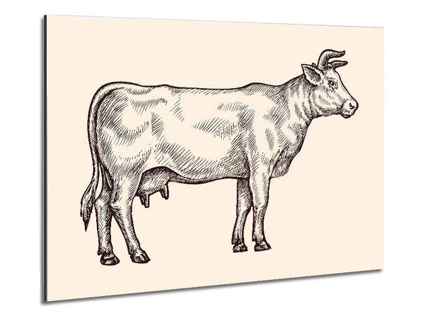 Hereford Cow Metal Print