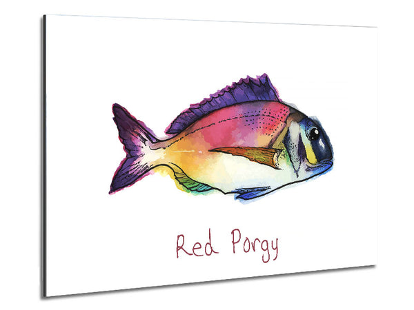 Red Porgy Rainbow Metal Print