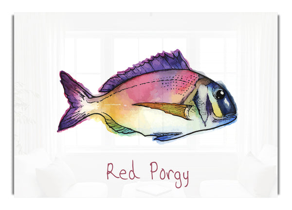Red Porgy Rainbow