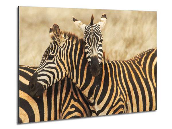 Zebra Duo Love Metal Print
