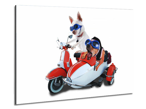 Chihuahua Sidecar Mayhem Dogs Metal Print
