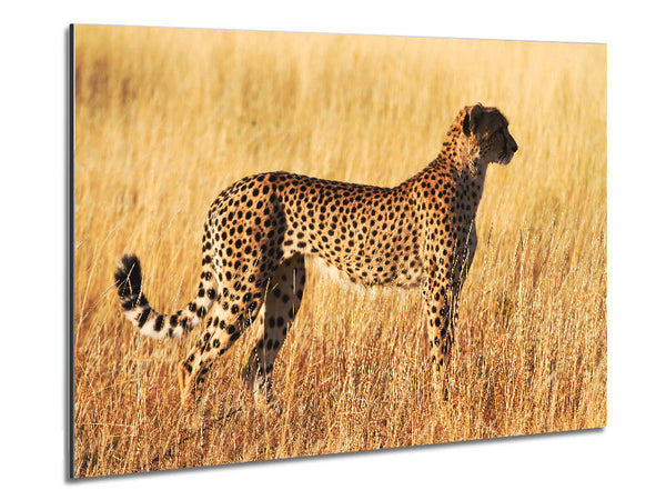 Cheetah Watch Metal Print