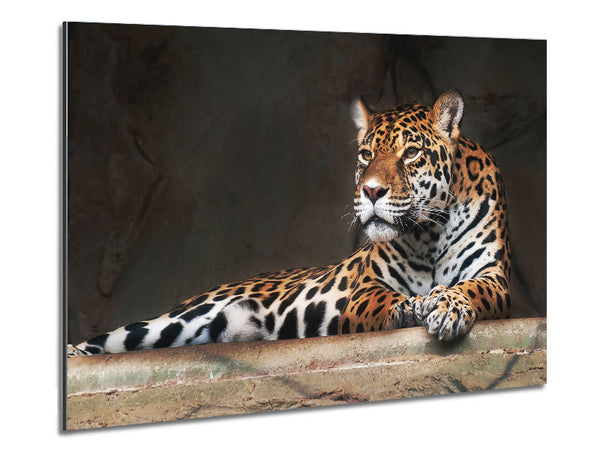 Young Tiger Resting Metal Print