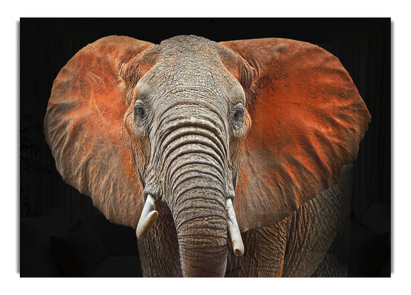 Elephant Ears