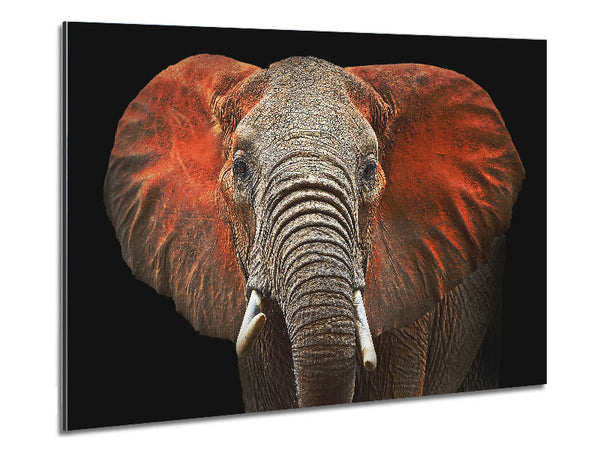 Elephant Ears Metal Print