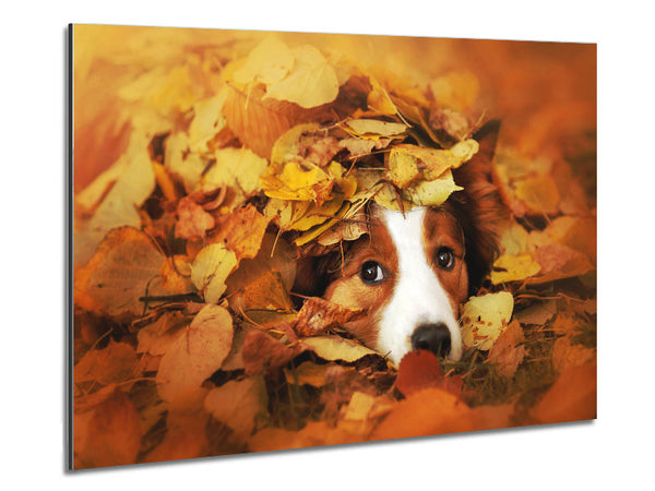 Dog In Autumn Leaves Metal Print