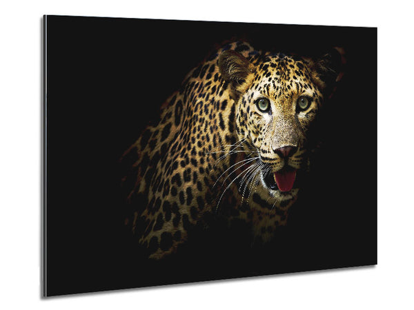 Curious Leopard Metal Print