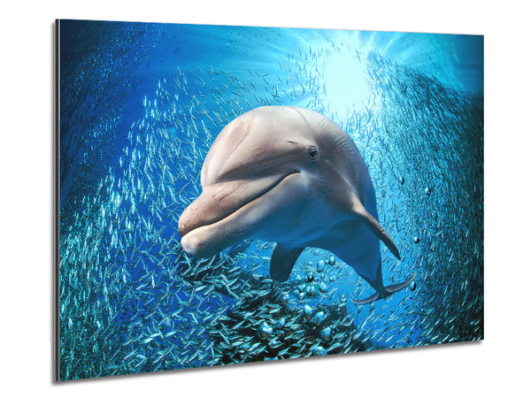 Dolphin Dinner Time Metal Print