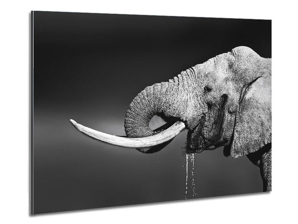 Elephant Drink Metal Print