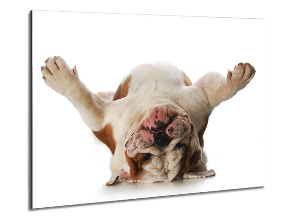 English Bulldog Snooze Metal Print