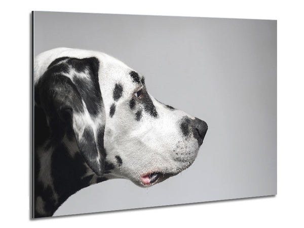 Dalmation Dog Face Metal Print