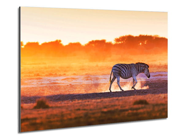 Zebra Roaming Metal Print