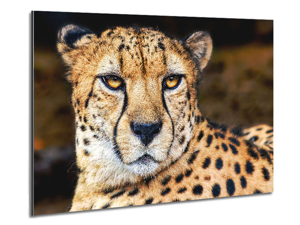 Beautiful Cheetah Face Metal Print