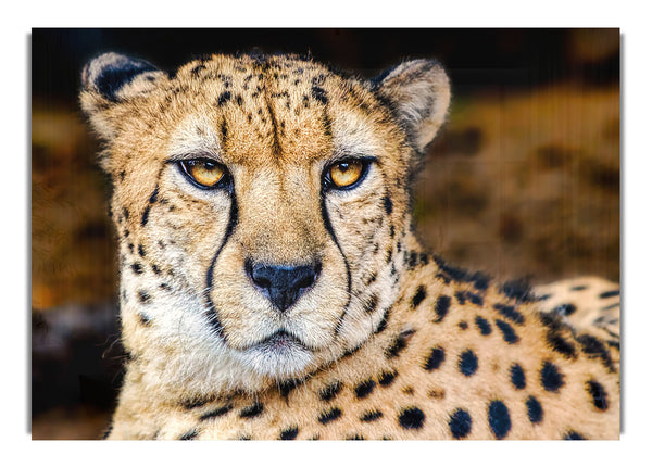 Beautiful Cheetah Face