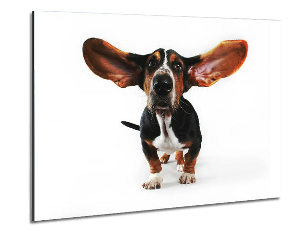 Basset Hound Ears Metal Print