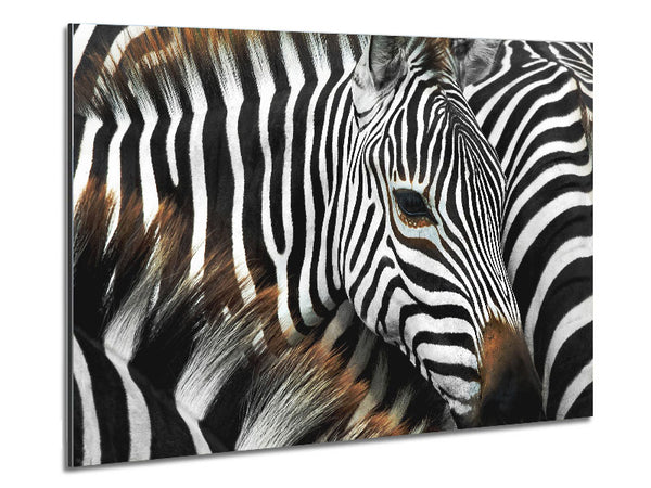 Zebra Huddle Metal Print