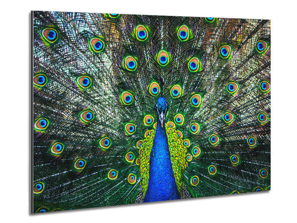 Peacock Plume Metal Print