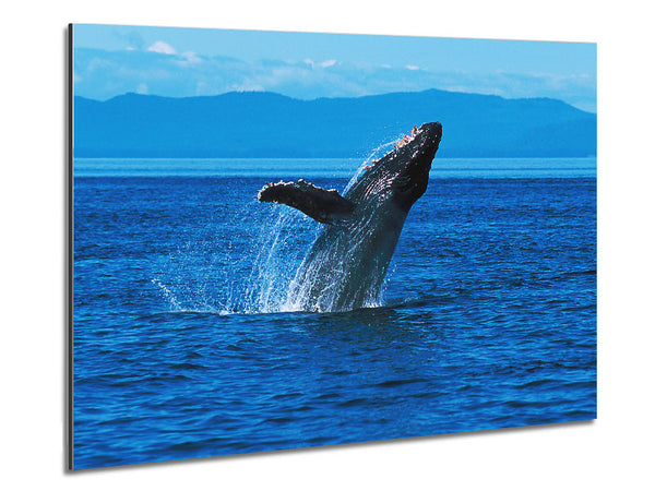 Whale Ocean Jump Metal Print