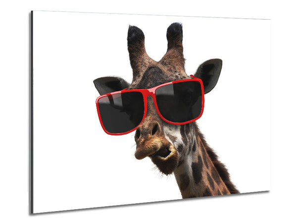 Funky Faced Giraffe Metal Print