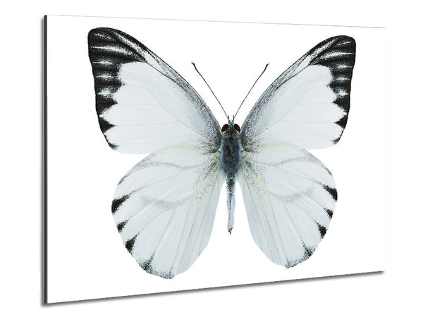 Black Tipped Butterfly Wings Metal Print