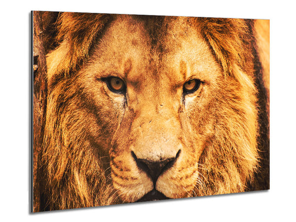 Angry Lion Face Metal Print