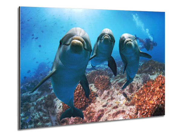 Inquisitive Dolphin Trio Metal Print