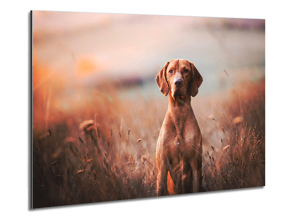 Dog Obedience Metal Print