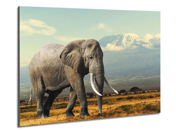 Elephant Roaming Metal Print