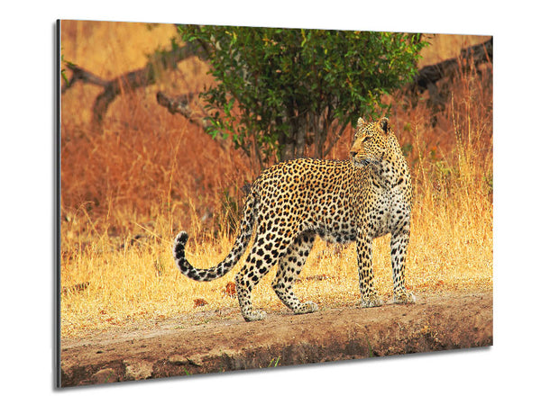 Leopard Watch Metal Print