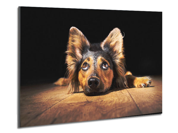 Dog Love Metal Print