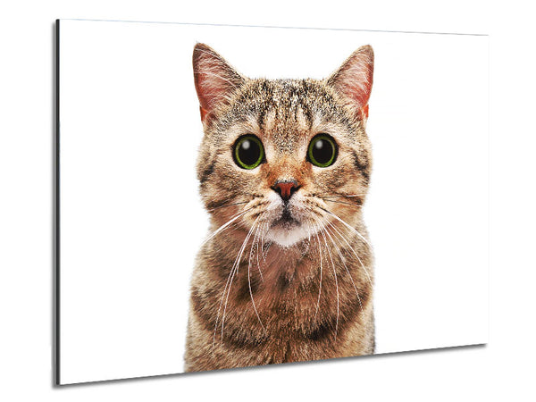 Curious Cat Metal Print