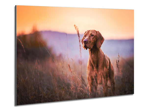 Vizsla Sunset Dog Metal Print