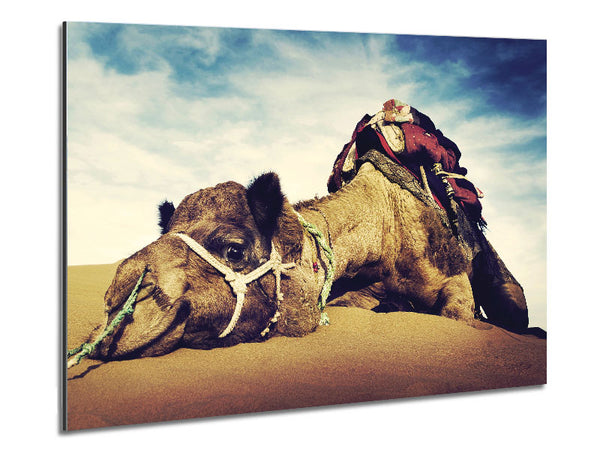 Camel Rest Metal Print