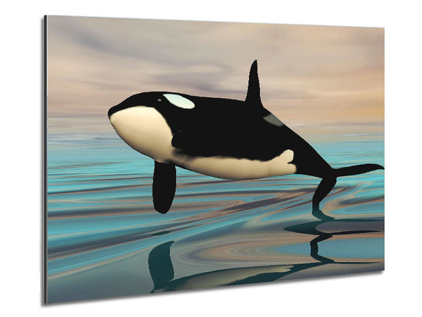Killer Whale Jump Metal Print