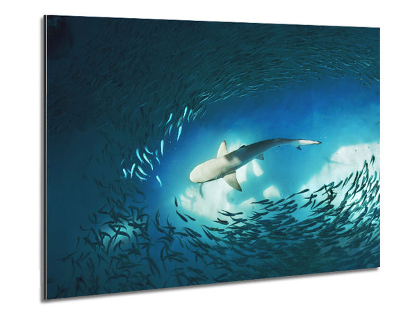 Avoiding the Shark Metal Print