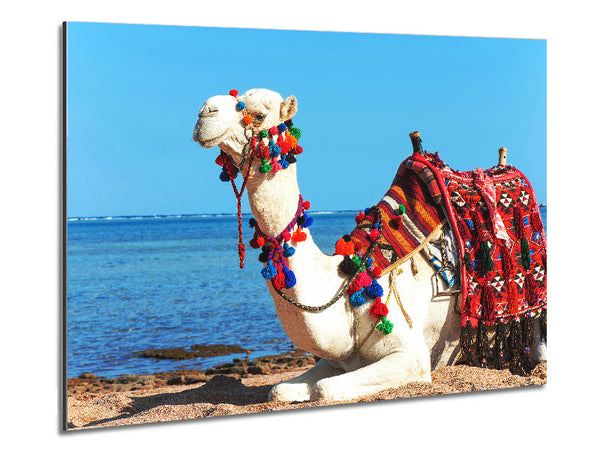 Camel Ride Metal Print