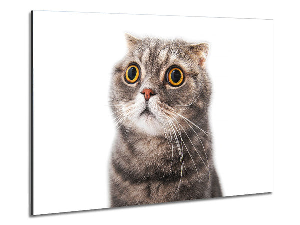 Cat Shock Metal Print