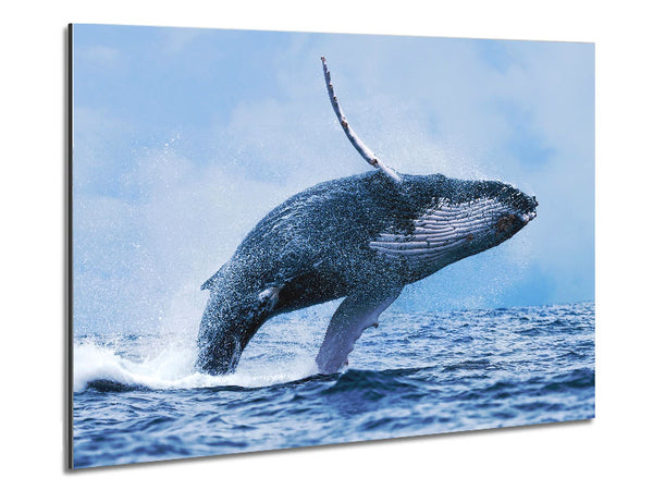 Whale Jump Metal Print