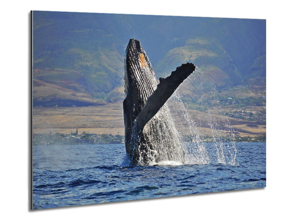 Whale Tail Metal Print
