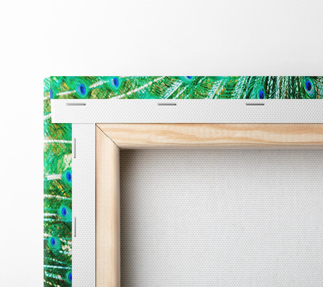  A Canvas Print of Peacock Feather Glory Canvas Art