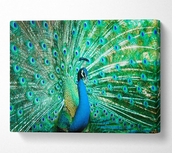  A Canvas Print of Peacock Feather Glory Canvas Art
